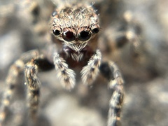 Mexigonus morosus