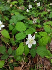 Rubus hirsutus