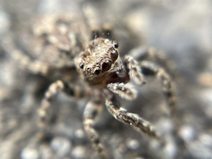 Mexigonus morosus
