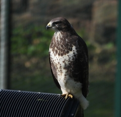 Buteo buteo