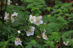 Rubus hirsutus