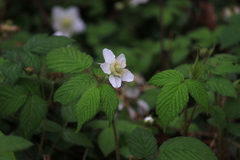 Rubus hirsutus
