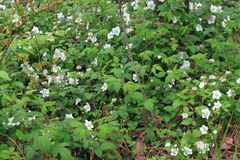 Rubus hirsutus