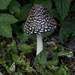 Magpie Inkcap - Photo (c) Frida Eyjolfs, some rights reserved (CC BY-NC)
