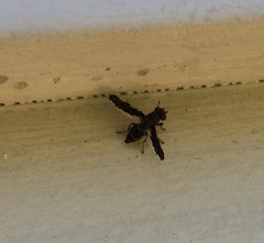 Callopistromyia strigula