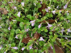 Mazus stachydifolius