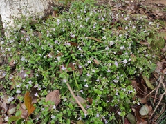 Mazus stachydifolius