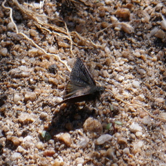 Erynnis brizo