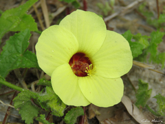 Pavonia cancellata