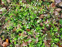 Mazus stachydifolius