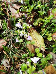 Mazus stachydifolius
