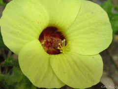 Pavonia cancellata