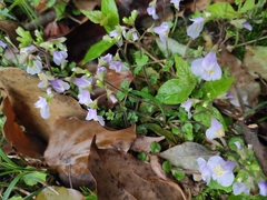 Mazus stachydifolius