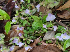 Mazus stachydifolius