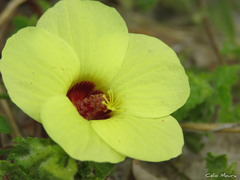 Pavonia cancellata