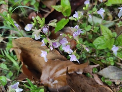 Mazus stachydifolius