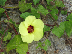 Pavonia cancellata