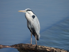 Ardea cinerea