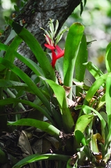 Billbergia amoena