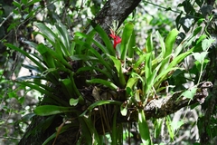 Billbergia amoena