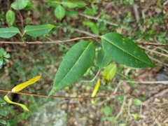 Cryptolepis cryptolepioides