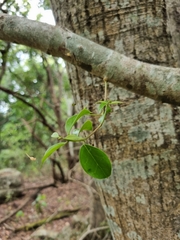 Olea capensis enervis
