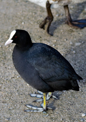 Fulica atra