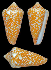 Conus crocatus