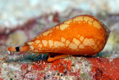 Conus crocatus
