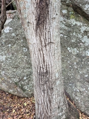 Olea capensis enervis