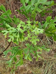 Cussonia paniculata sinuata