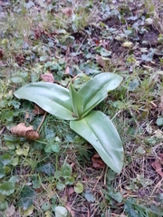 Himantoglossum hircinum