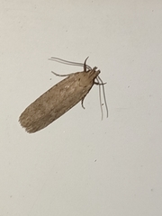 Platyedra subcinerea