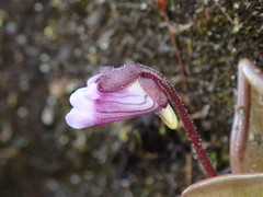 Pinguicula calyptrata