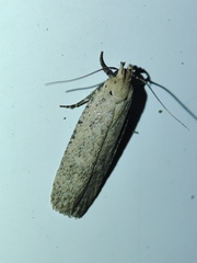 Platyedra subcinerea