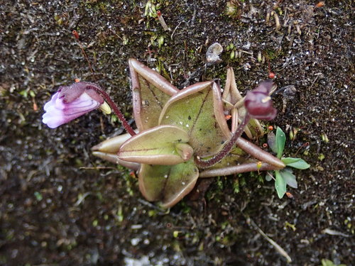 Pinguicula calyptrata (Pinguicula calyptrata)