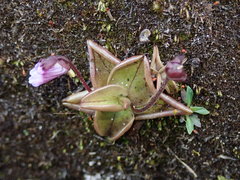 Pinguicula calyptrata