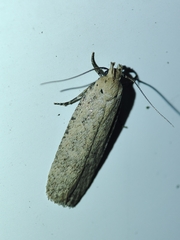 Platyedra subcinerea