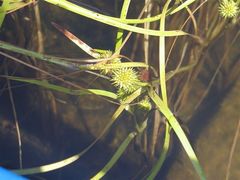 Sparganium fluctuans