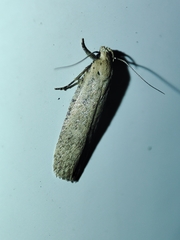 Platyedra subcinerea