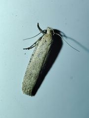 Platyedra subcinerea