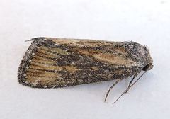 Condica egestis