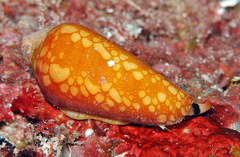 Conus crocatus