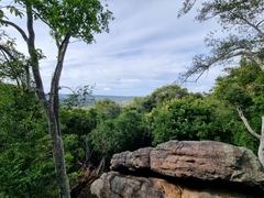 Pterolobium stellatum