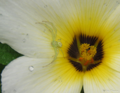 Misumenops maculissparsus