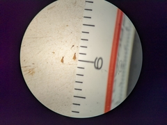 Potentilla bipinnatifida