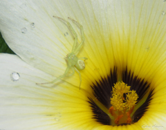 Misumenops maculissparsus