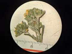 Potentilla bipinnatifida