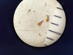 Potentilla bipinnatifida