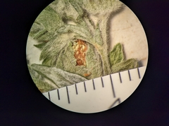 Potentilla bipinnatifida